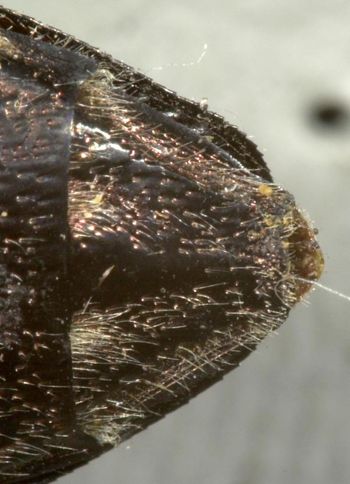 Media type: image;   Entomology 33797 Aspect: anal sclerite